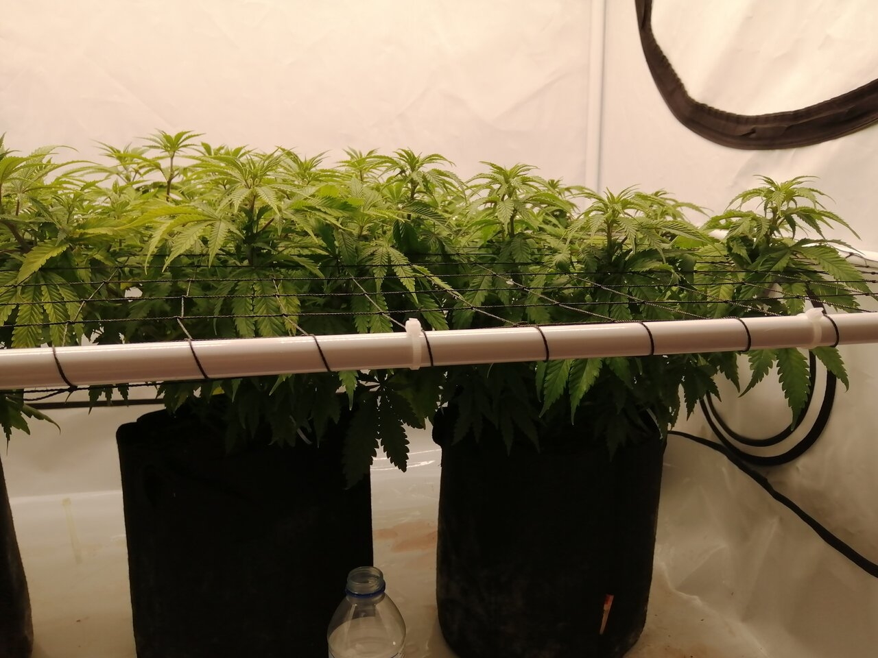 Cheese Scrog Day 2 Of Flower