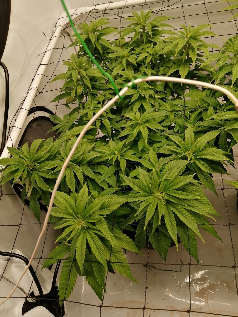 Cheese Scrog Day 2 Of Flower