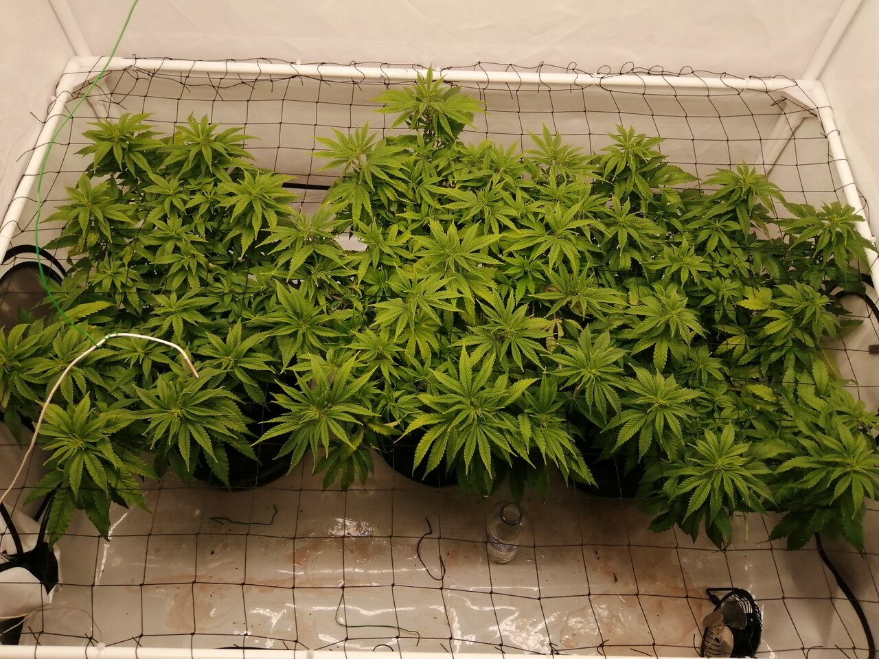 Cheese Scrog Day 2 Of Flower