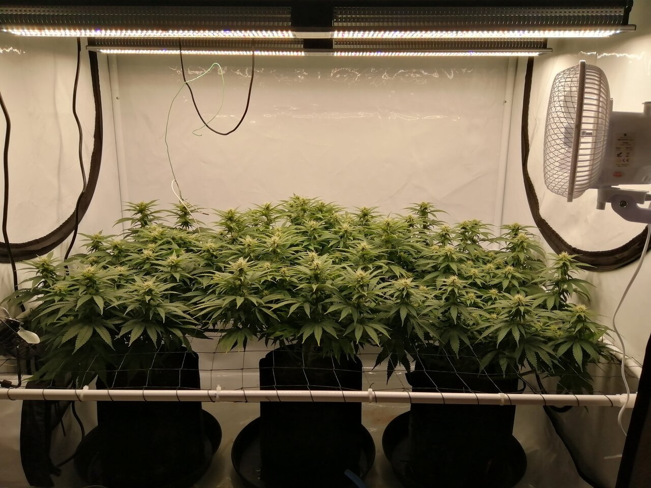 Cheese Scrog Day 20 Of Flower