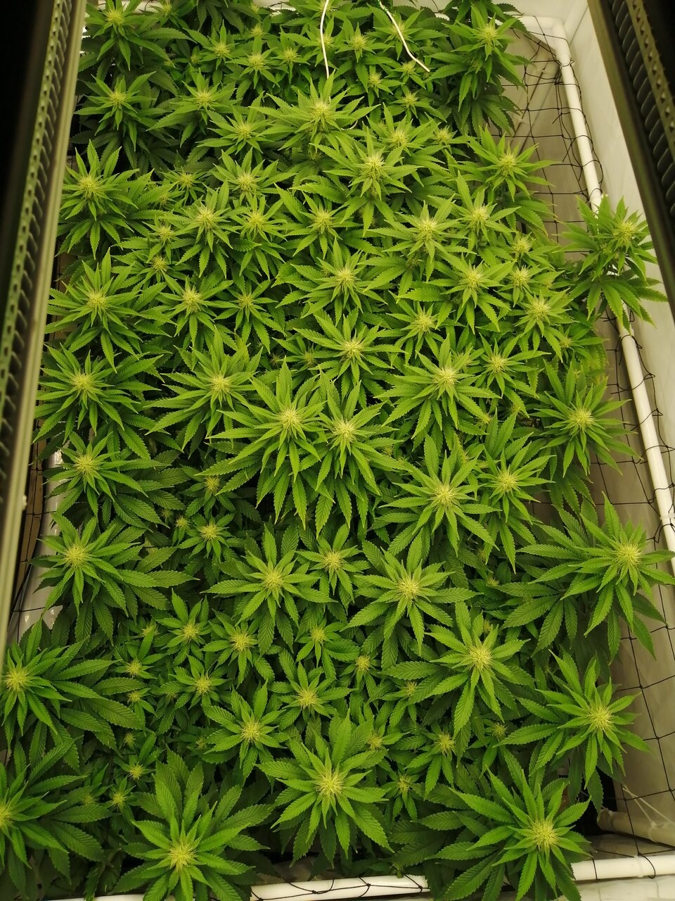 Cheese Scrog Day 20 Of Flower