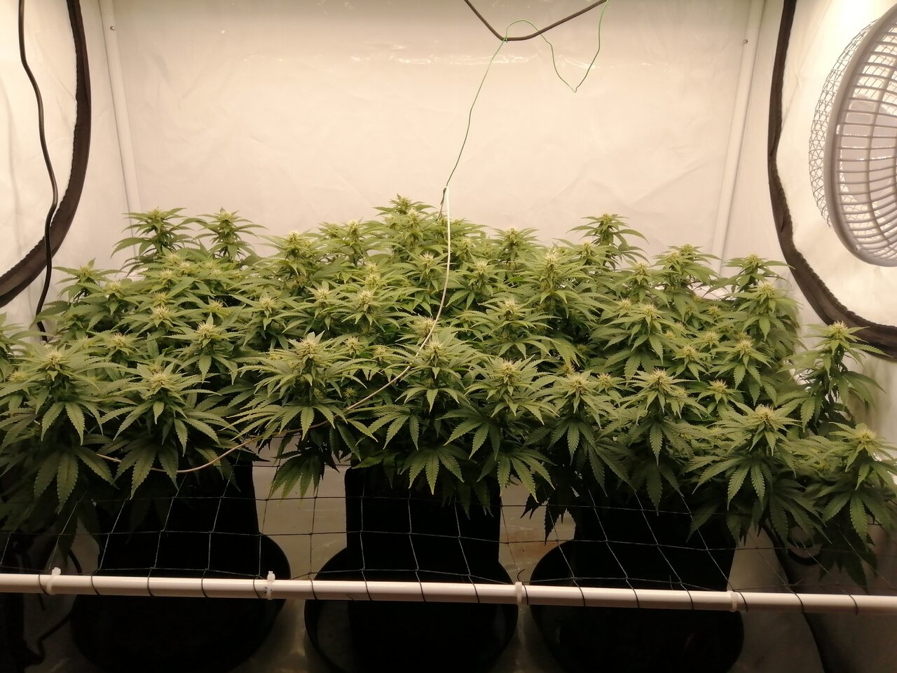 Cheese Scrog Day 21 Of Flower