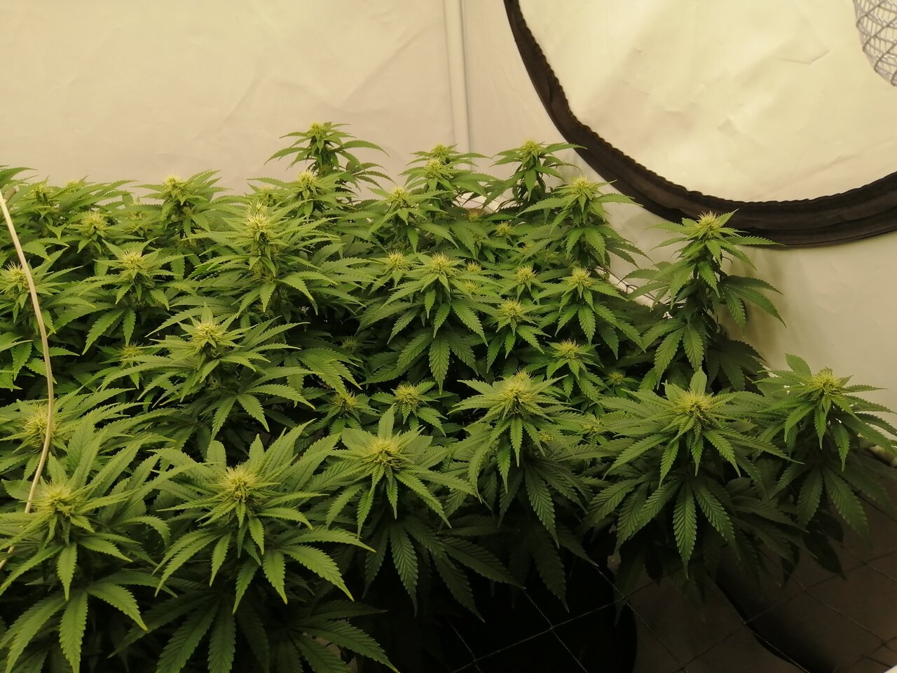 Cheese Scrog Day 21 Of Flower