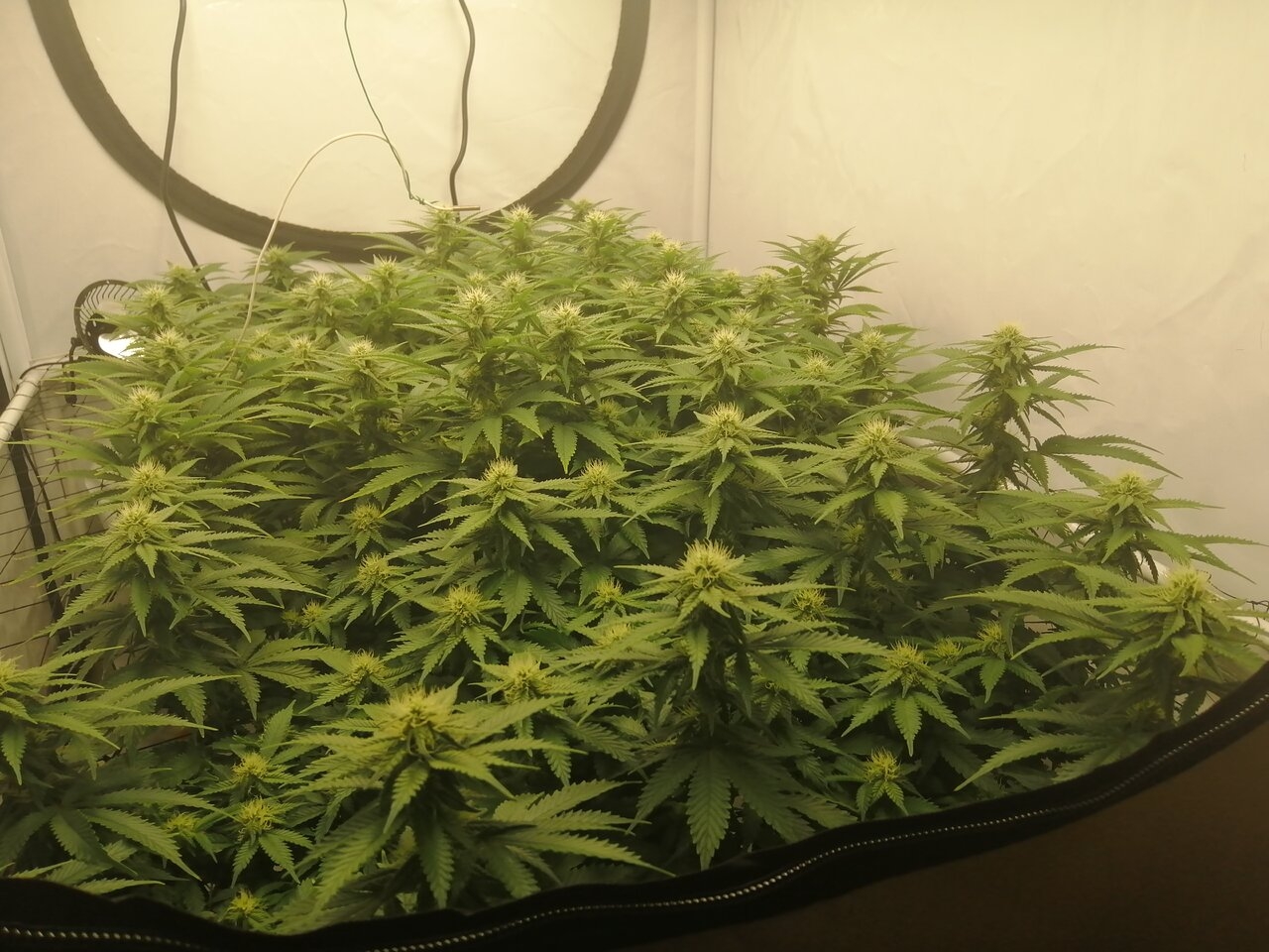 Cheese Scrog Day 22 Of Flower