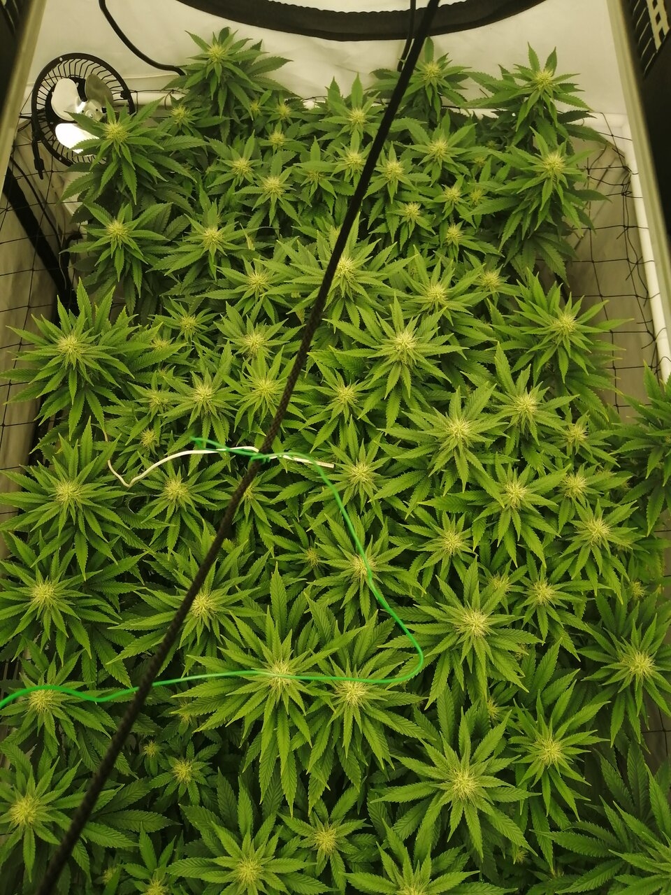 Cheese Scrog Day 22 Of Flower