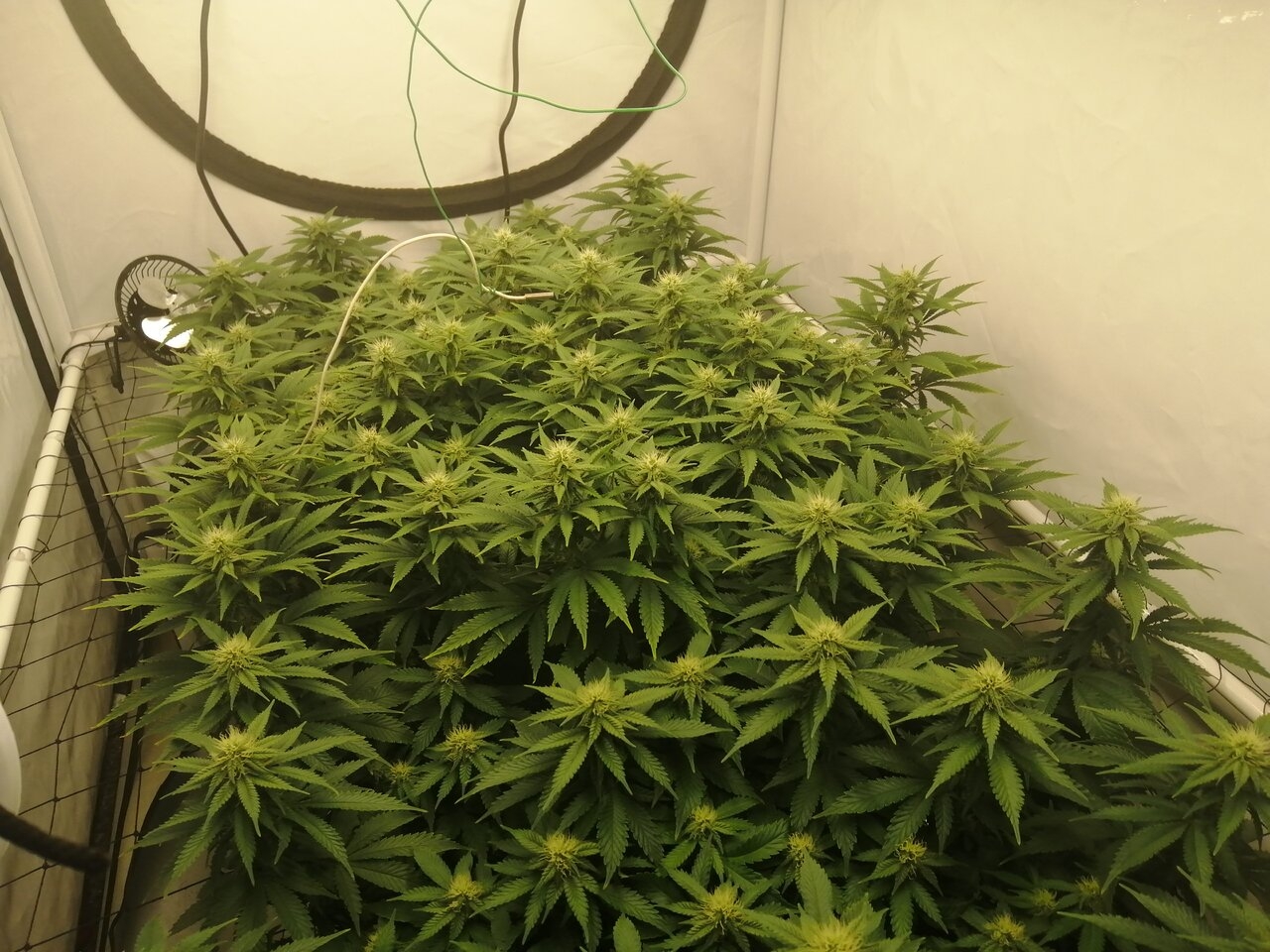 Cheese Scrog Day 22 Of Flower