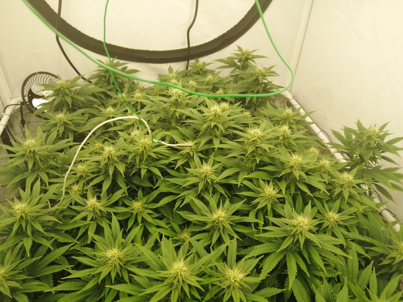 Cheese Scrog Day 22 Of Flower