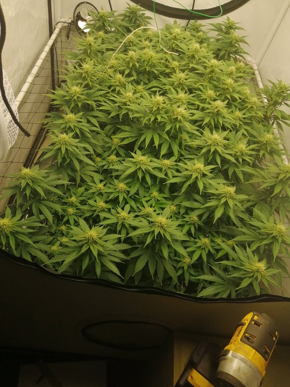 Cheese Scrog Day 22 Of Flower