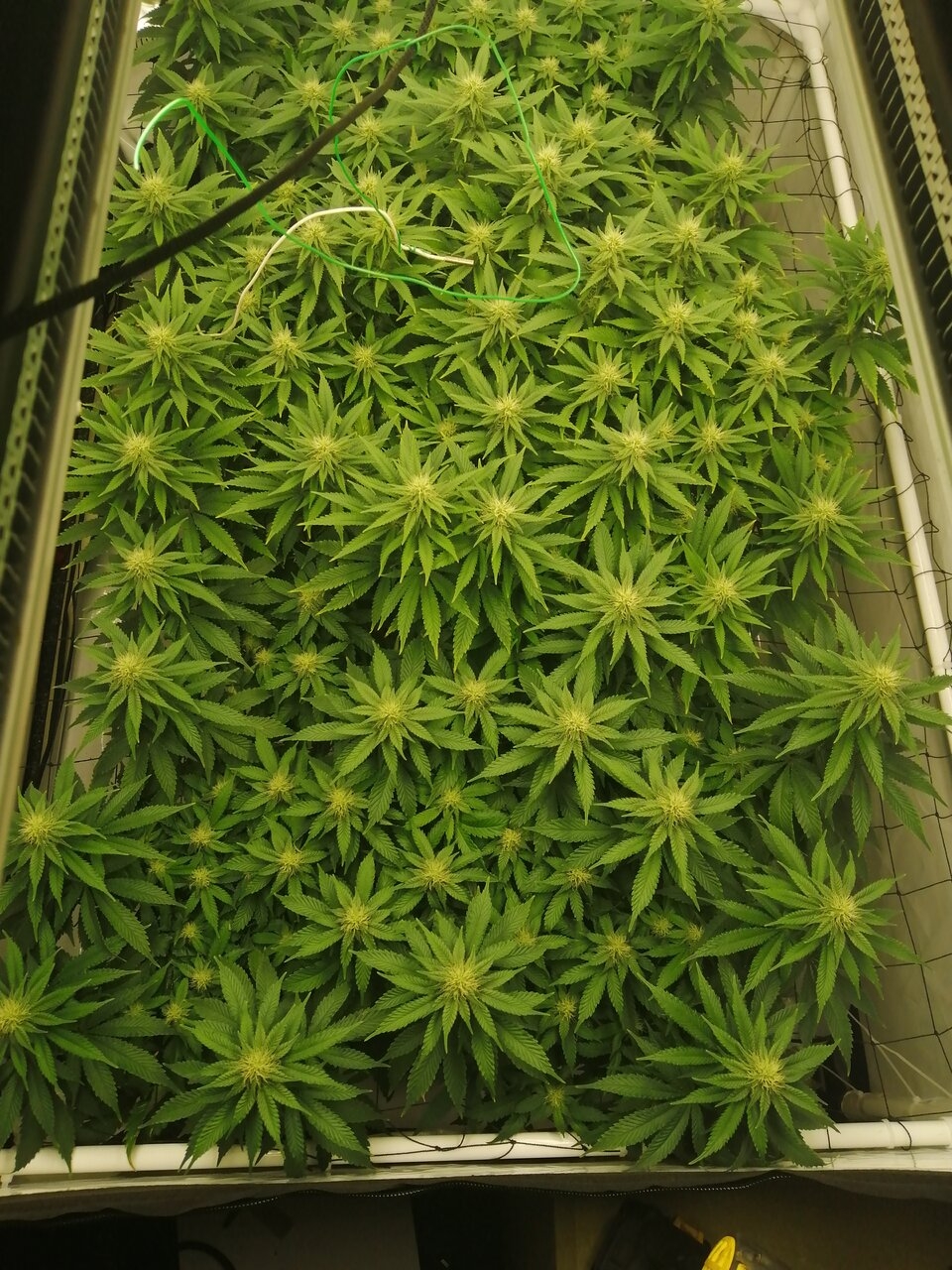 Cheese Scrog Day 22 Of Flower