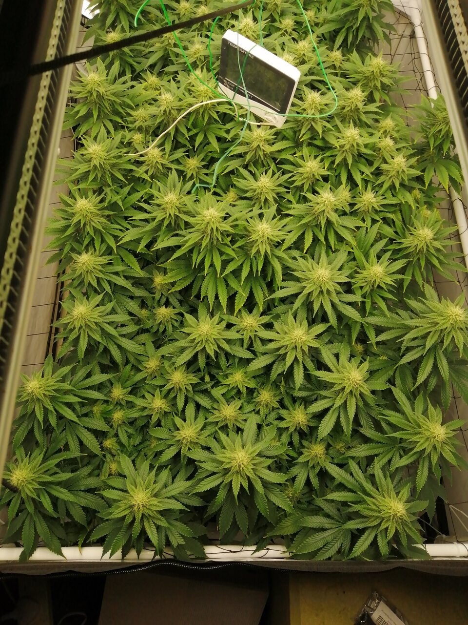 Cheese Scrog Day 27 Of Flower