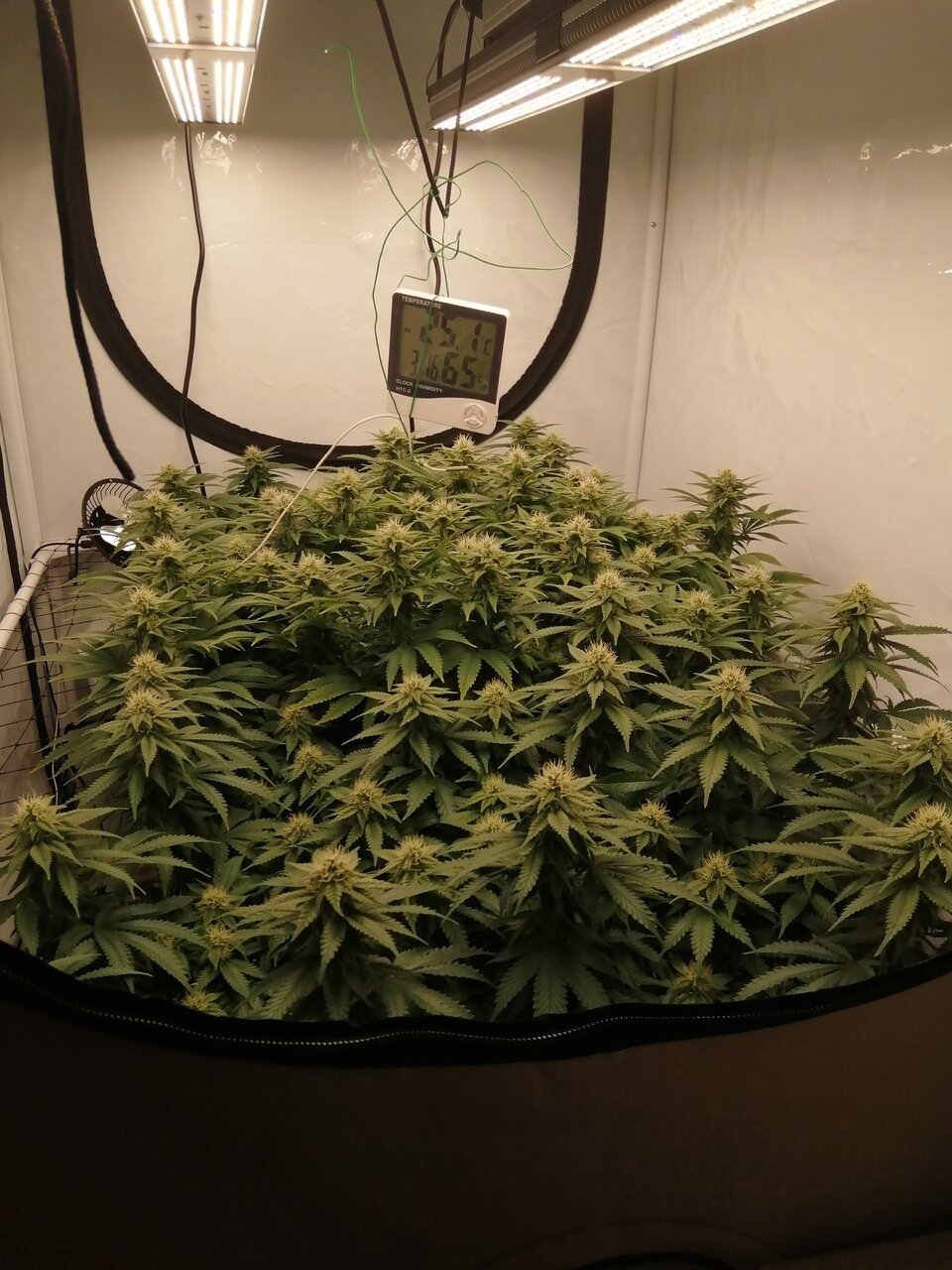 Cheese Scrog Day 27 Of Flower