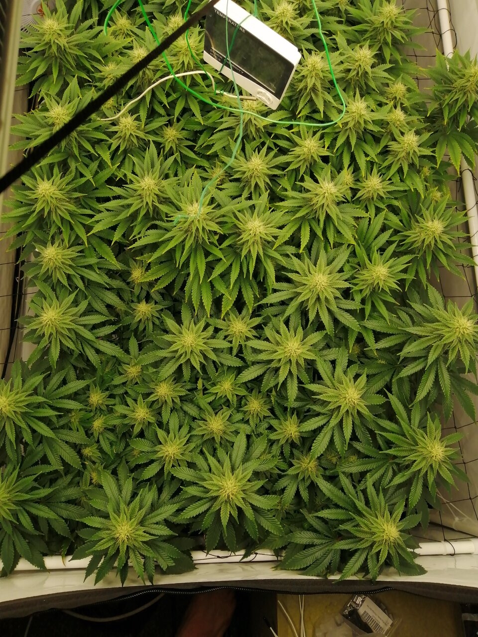 Cheese Scrog Day 28 Of Flower