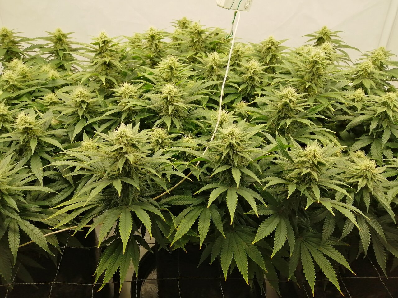 Cheese Scrog Day 28 Of Flower