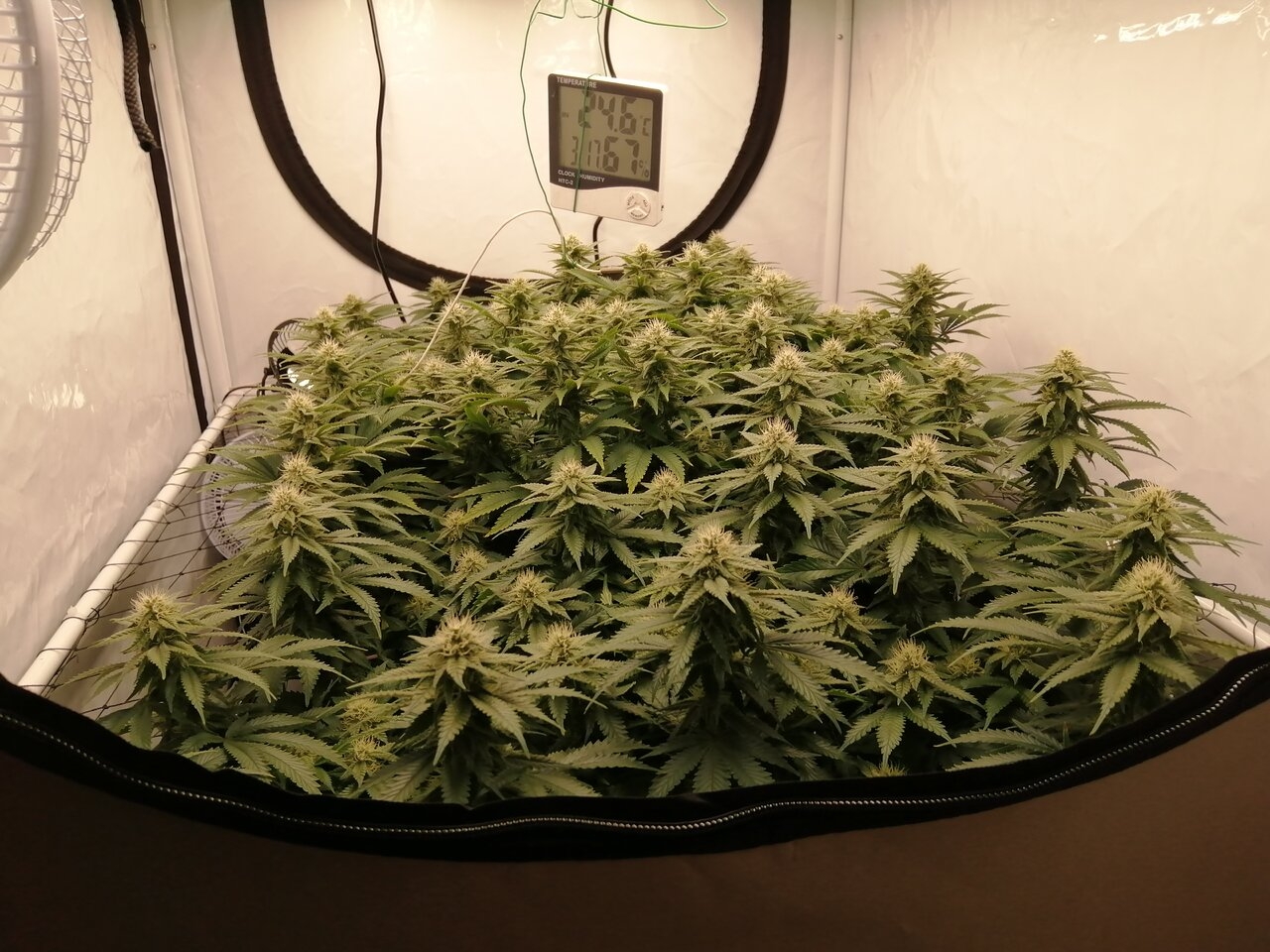 Cheese Scrog Day 28 Of Flower