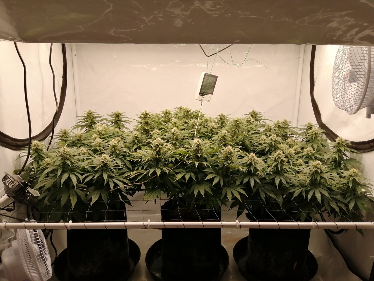 Cheese Scrog Day 28 Of Flower