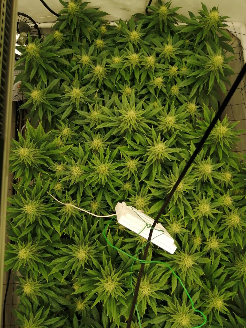 Cheese Scrog Day 28 Of Flower