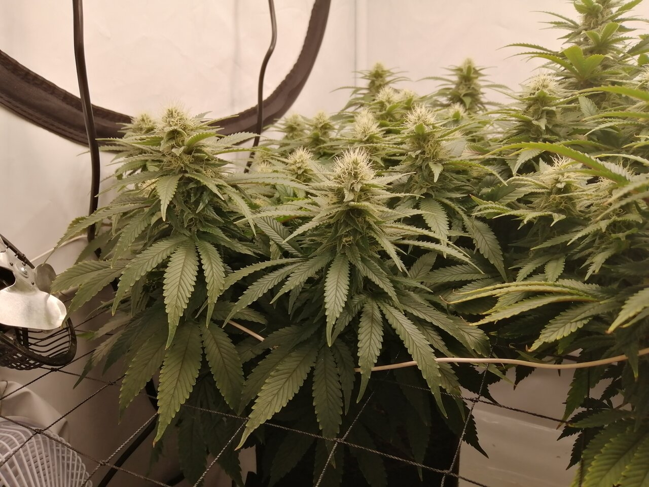 Cheese Scrog Day 29 Of Flower