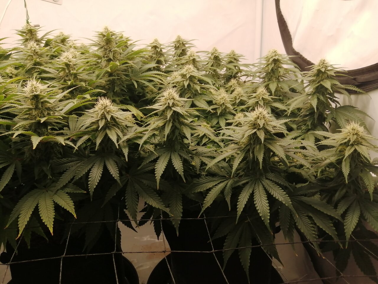 Cheese Scrog Day 29 Of Flower