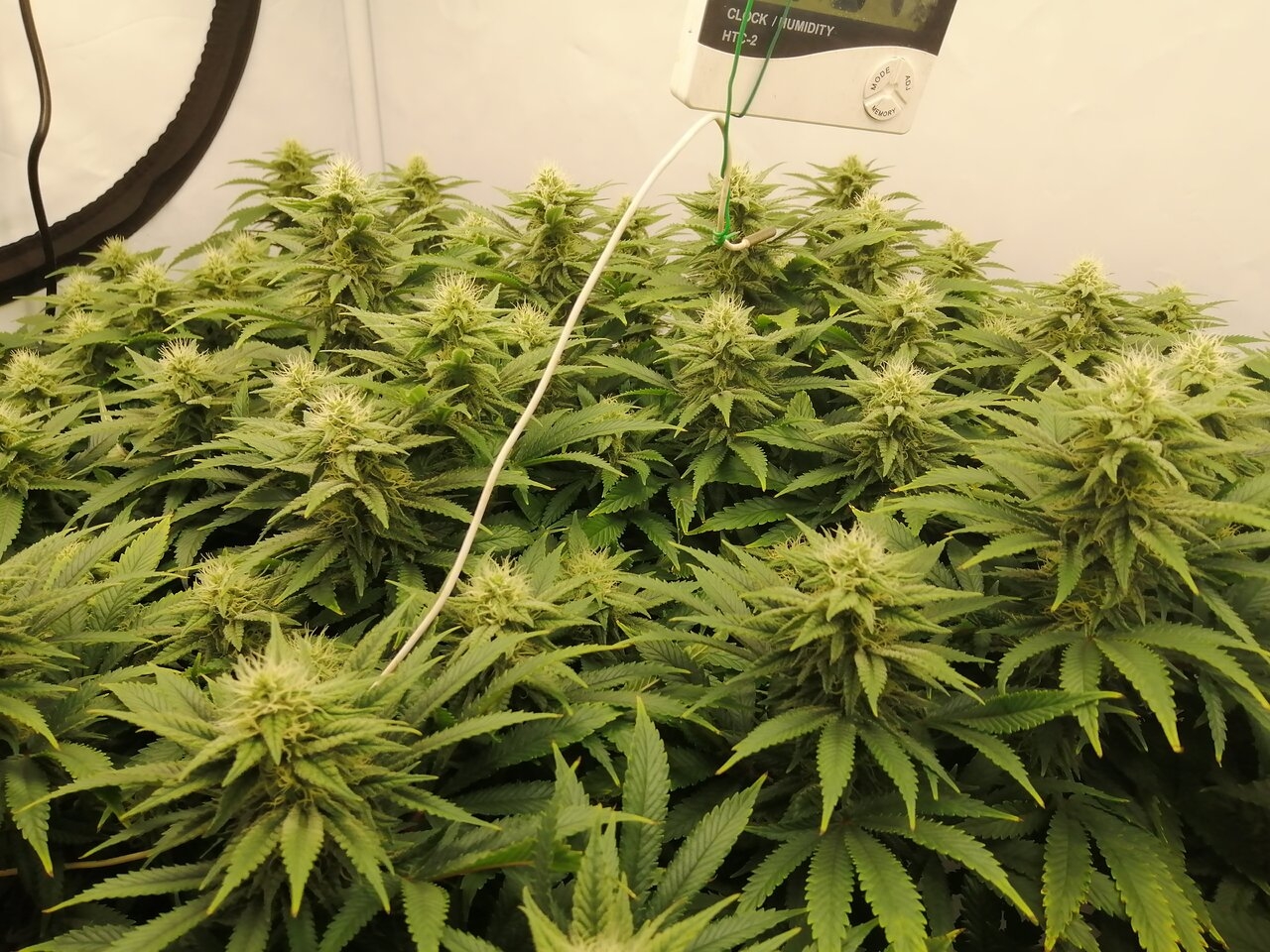 Cheese Scrog Day 29 Of Flower