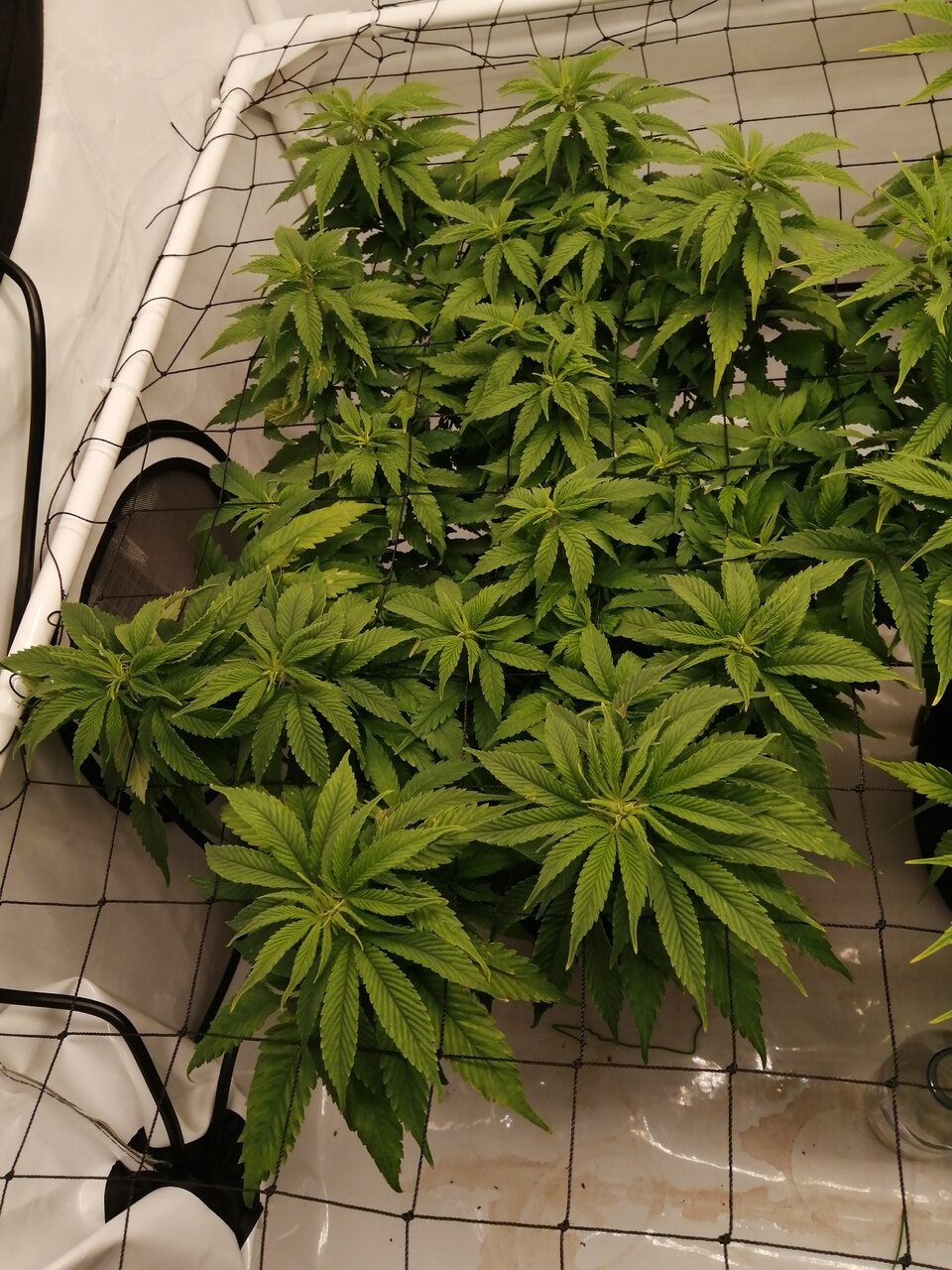 Cheese Scrog Day 3 Of Flower