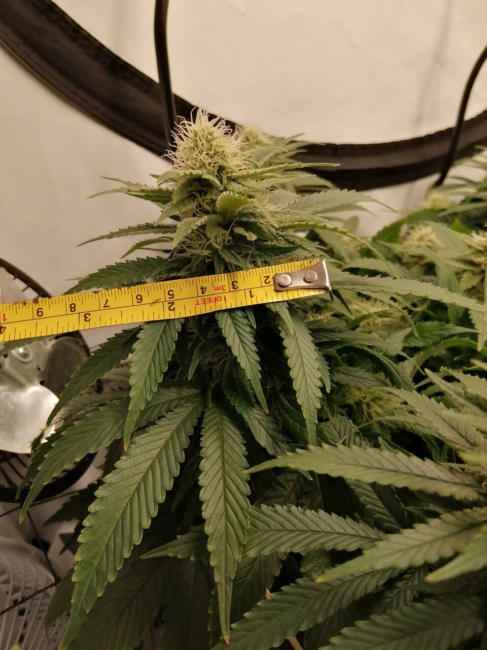 Cheese Scrog Day 30 Of Flower