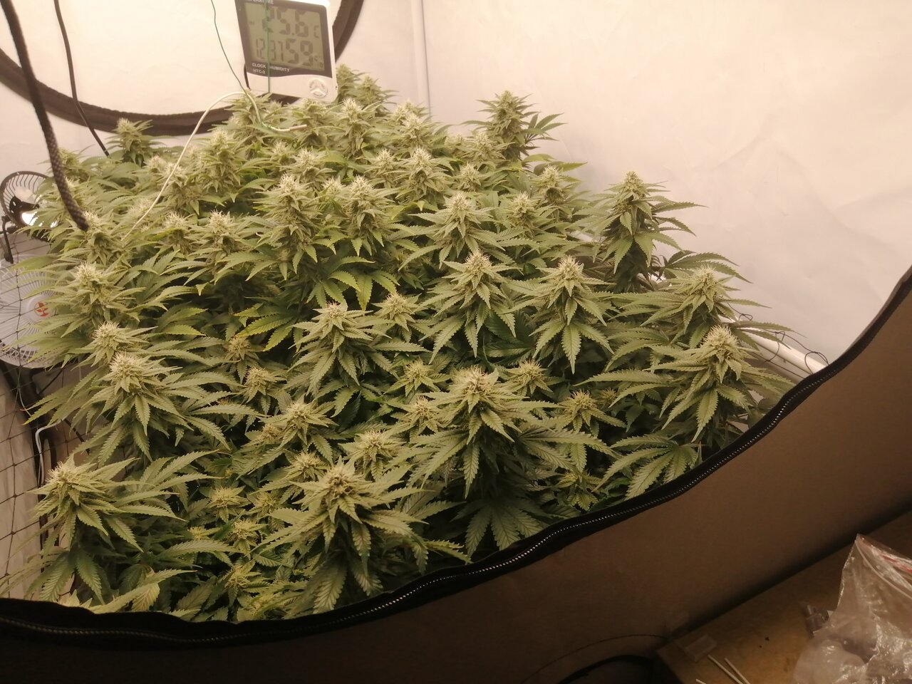 Cheese Scrog Day 32 Of Flower