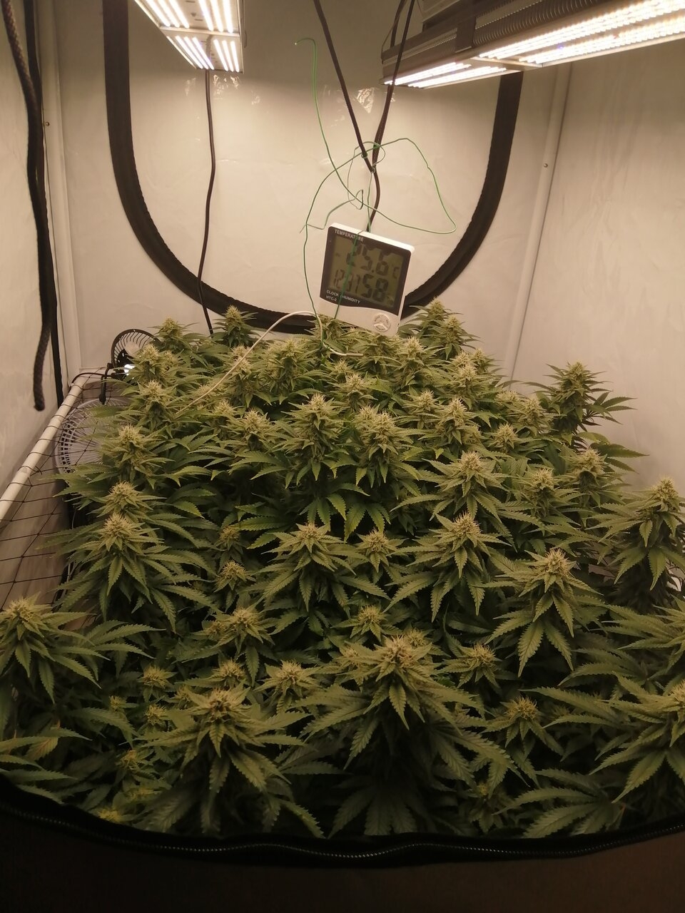 Cheese Scrog Day 32 Of Flower