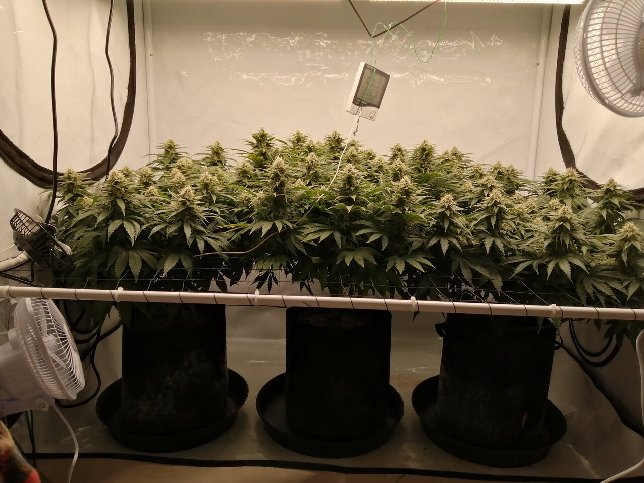 Cheese Scrog Day 34 Of Flower