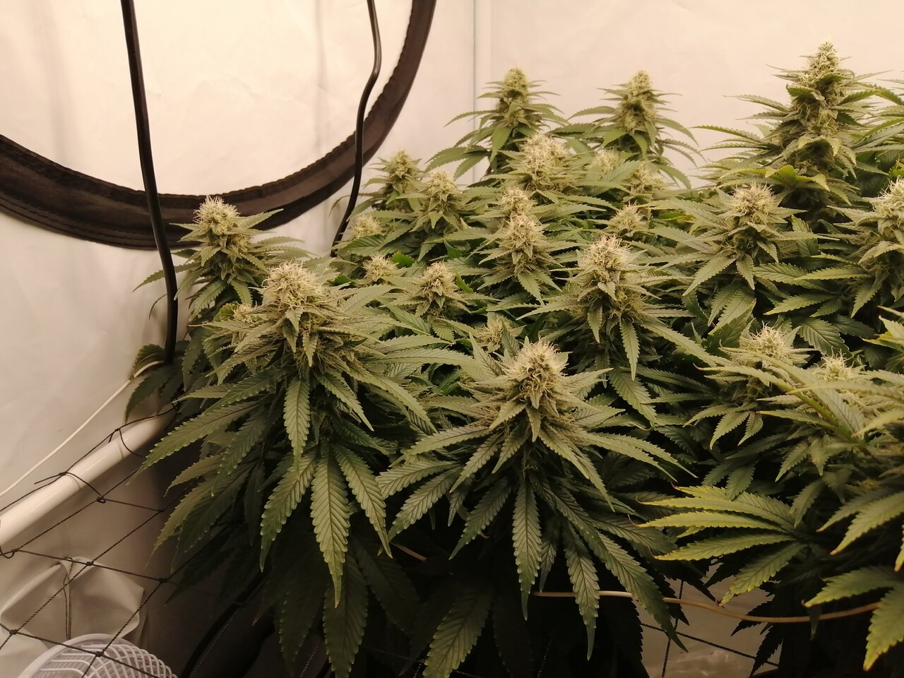 Cheese Scrog Day 37 Of Flower