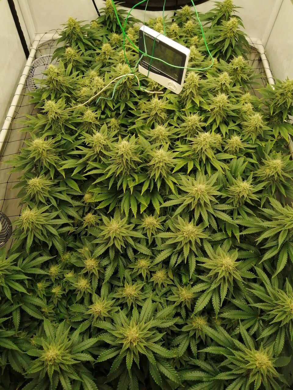 Cheese Scrog Day 37 Of Flower