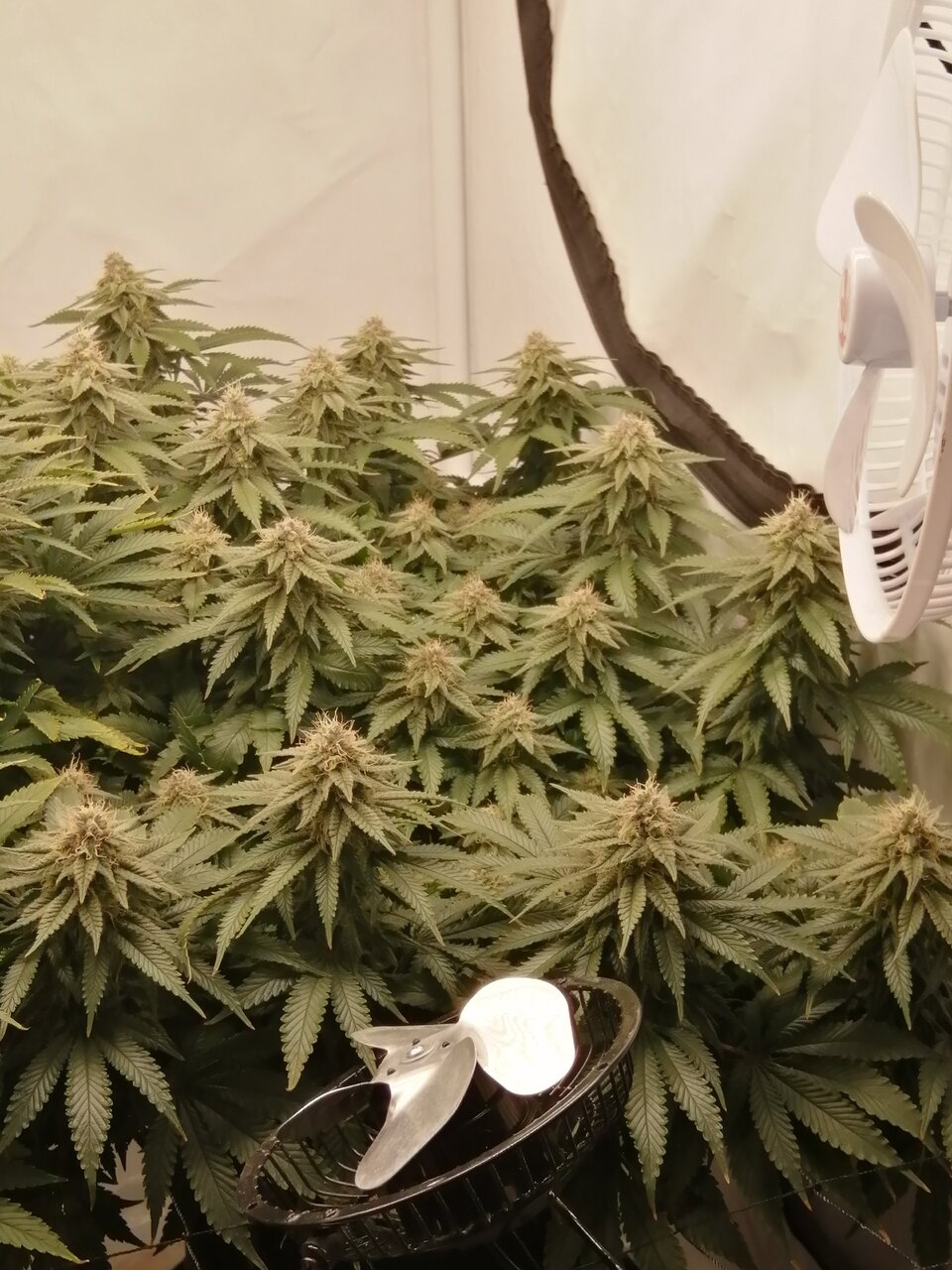 Cheese Scrog Day 39 Of Flower