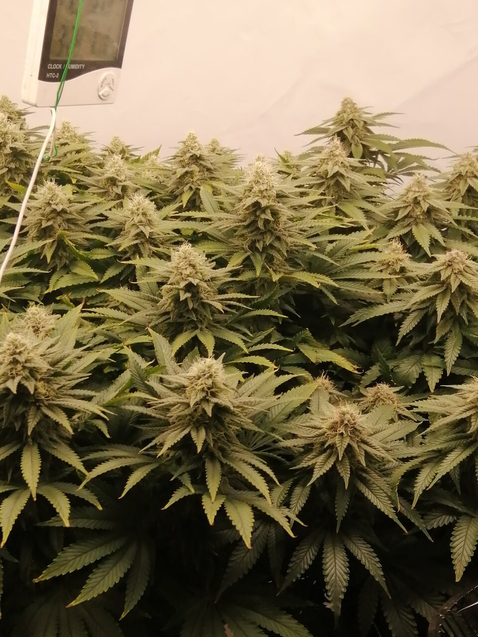 Cheese Scrog Day 39 Of Flower