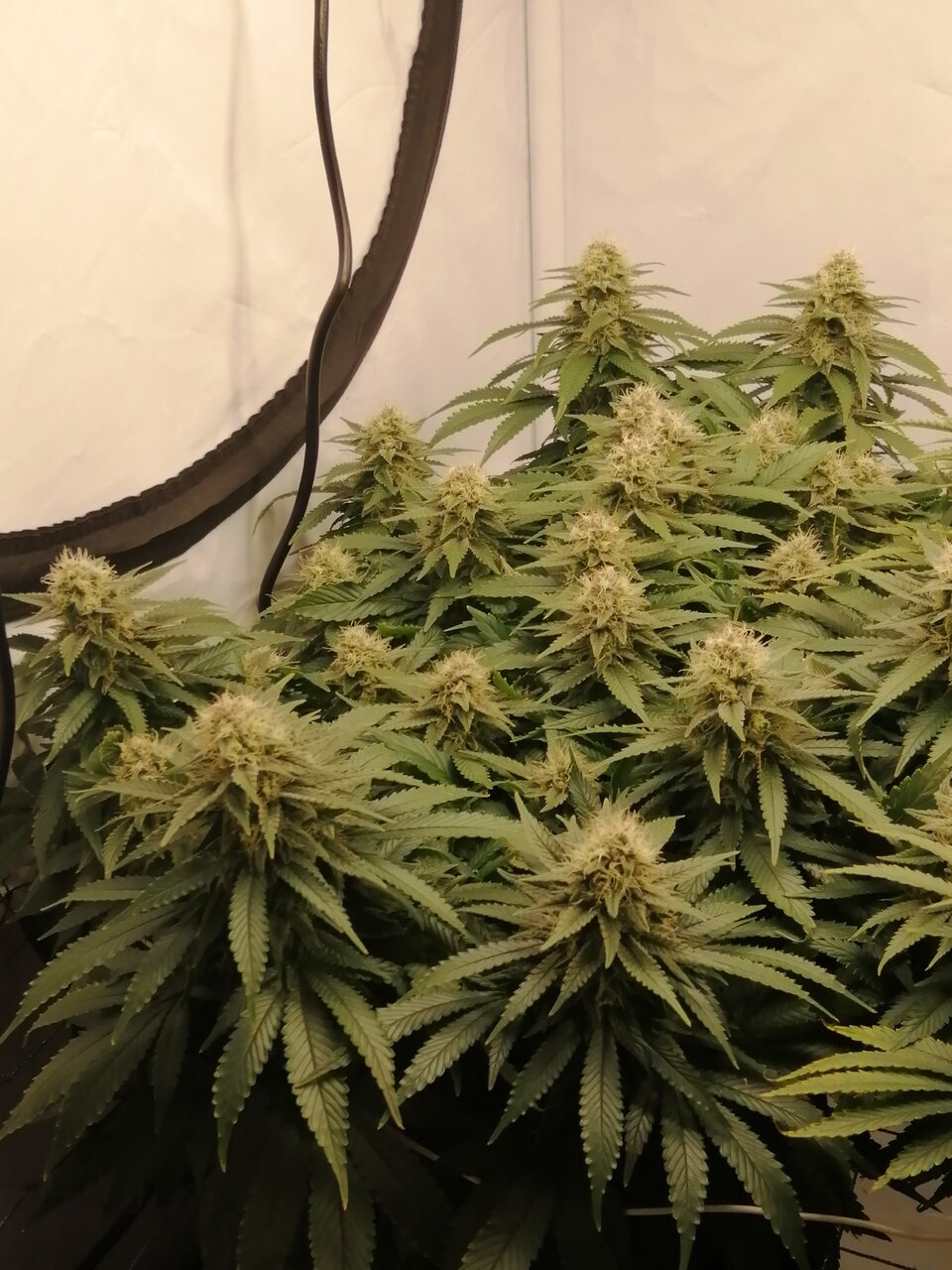 Cheese Scrog Day 39 Of Flower