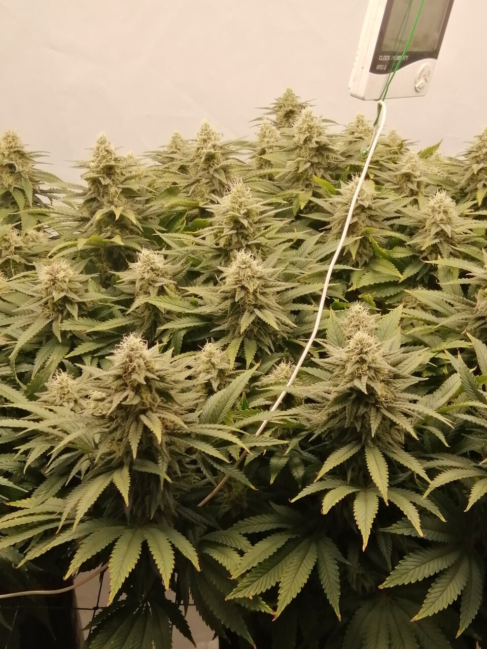 Cheese Scrog Day 39 Of Flower