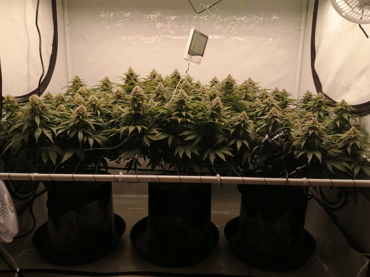 Cheese Scrog Day 42 Of Flower