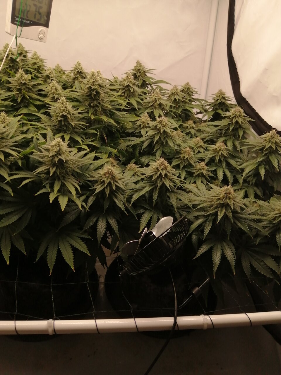 Cheese Scrog Day 42 Of Flower