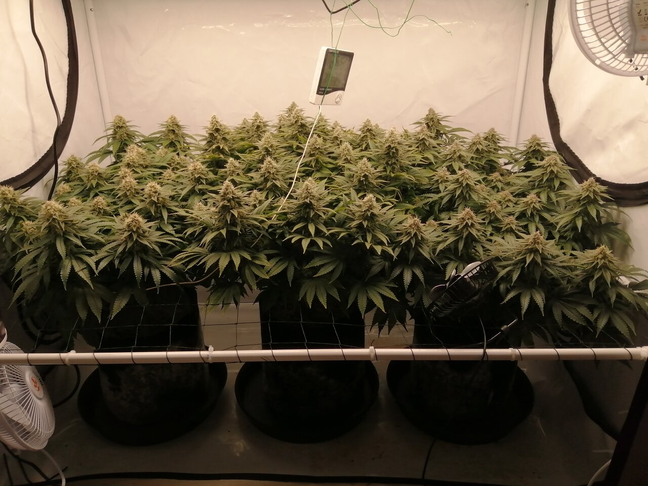 Cheese Scrog Day 42 Of Flower