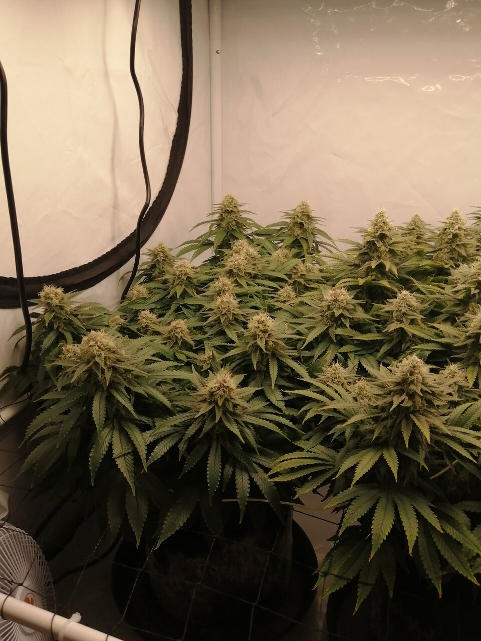 Cheese Scrog Day 42 Of Flower