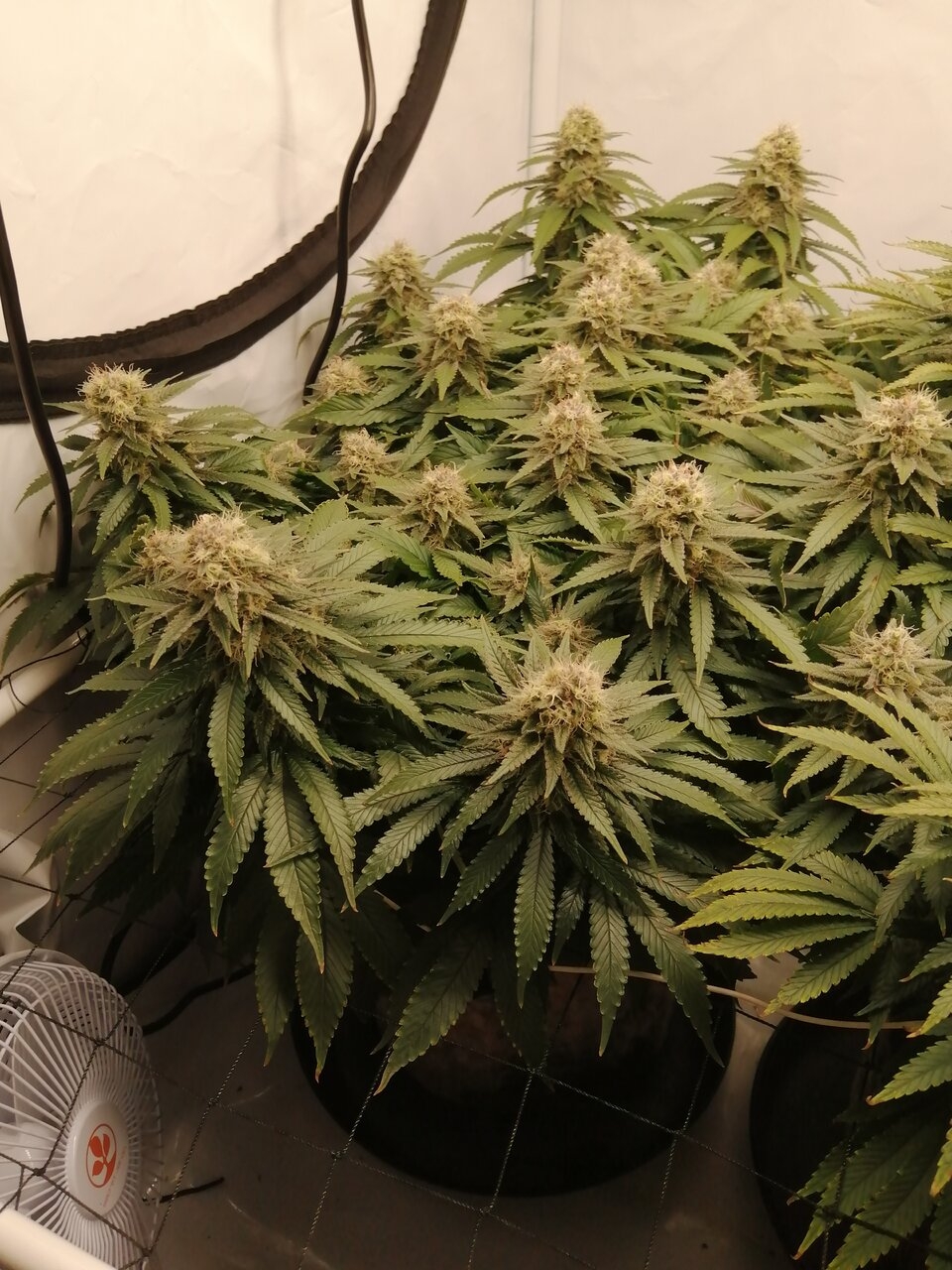 Cheese Scrog Day 44 Of Flower