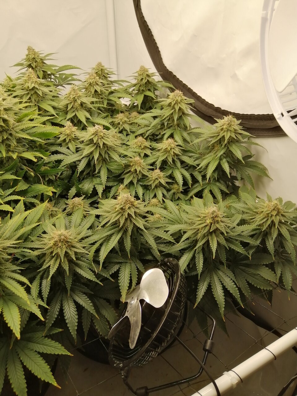 Cheese Scrog Day 44 Of Flower