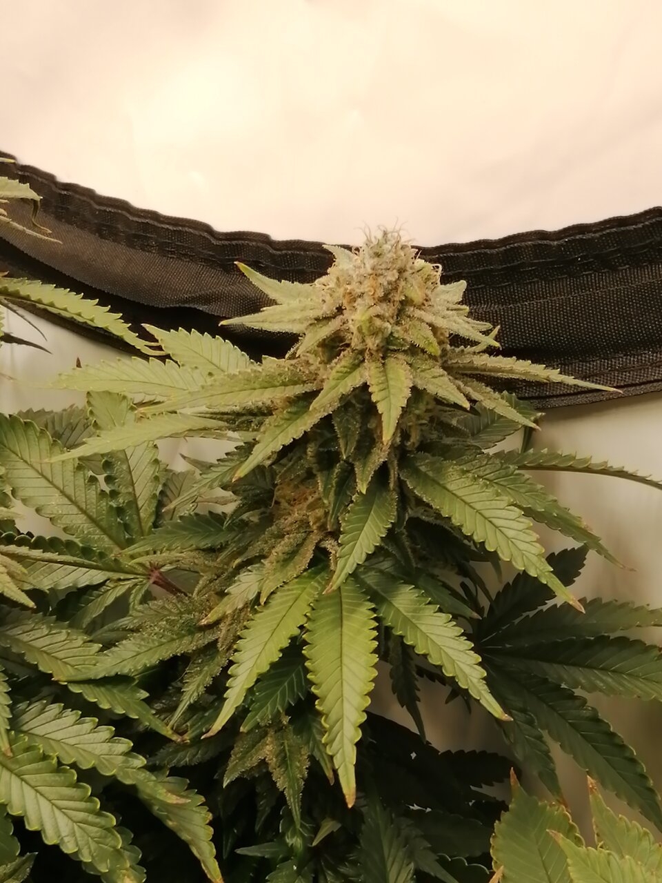 Cheese Scrog Day 48 Of Flower