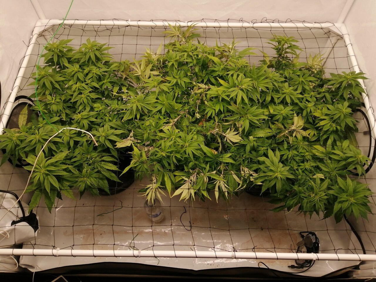 Cheese Scrog Day 5 Of Flower