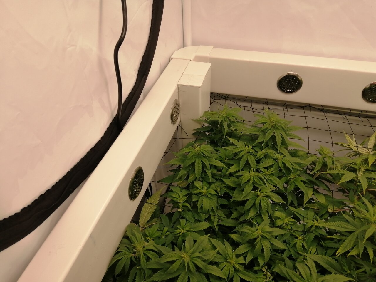 Cheese Scrog Day 5 Of Flower