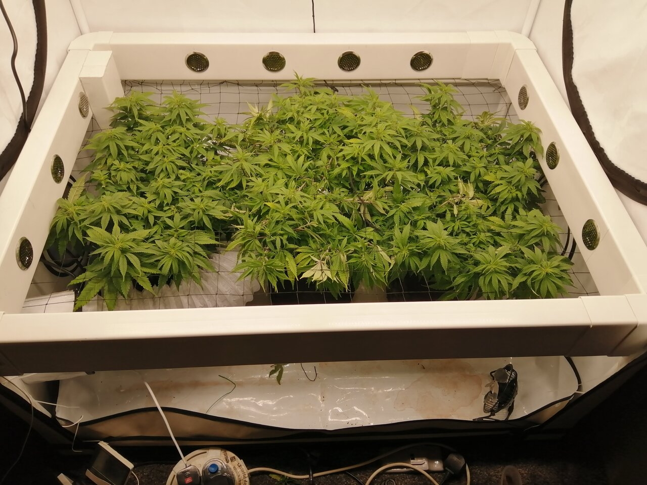 Cheese Scrog Day 5 Of Flower