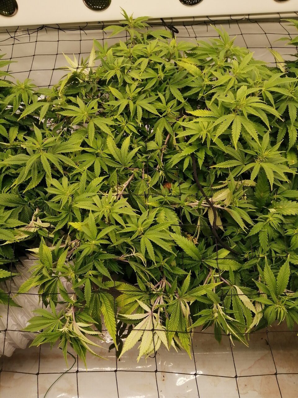 Cheese Scrog Day 5 Of Flower