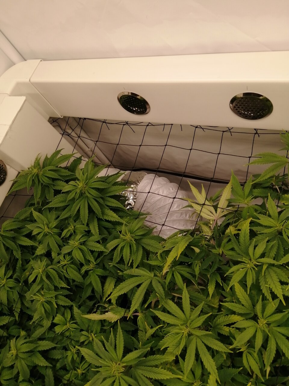 Cheese Scrog Day 5 Of Flower