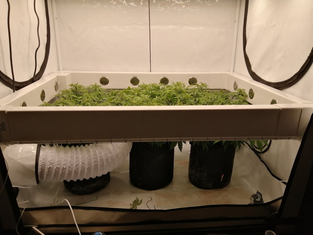 Cheese Scrog Day 5 Of Flower