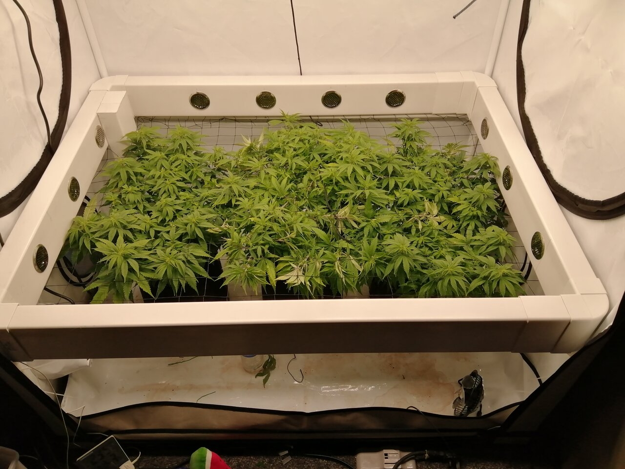 Cheese Scrog Day 5 Of Flower