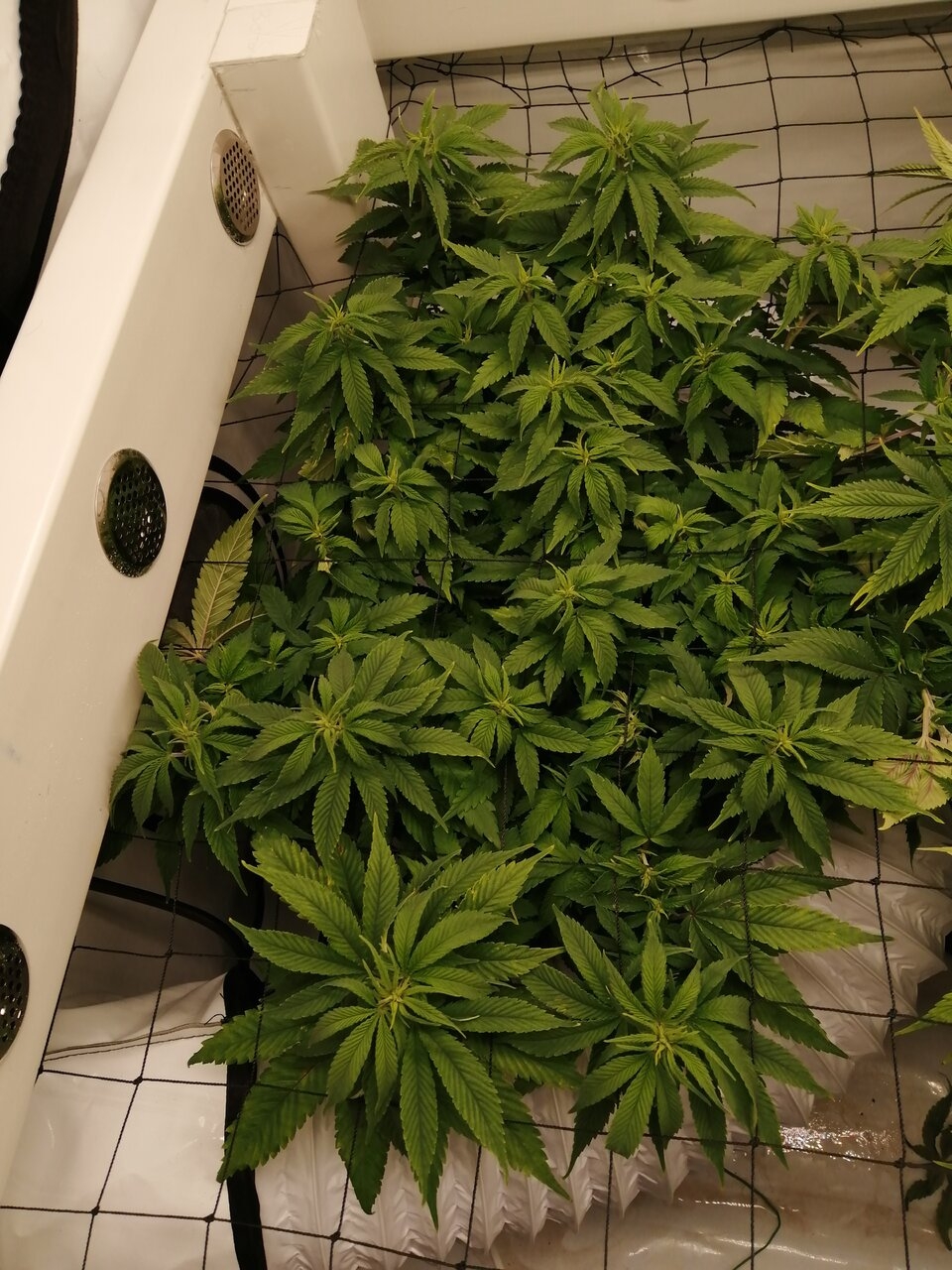 Cheese Scrog Day 5 Of Flower