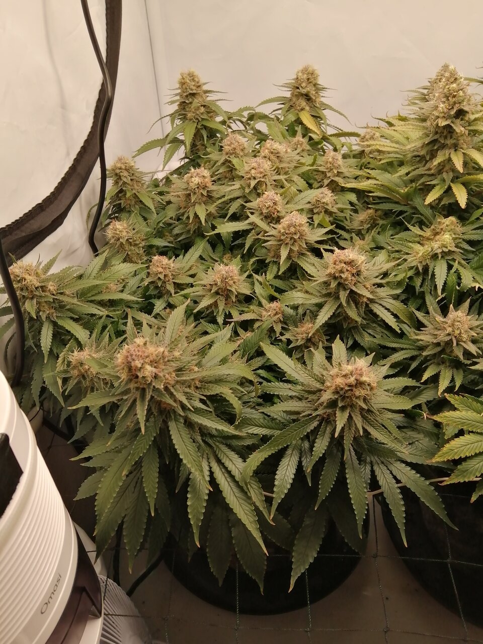 Cheese Scrog Day 52 Of Flower